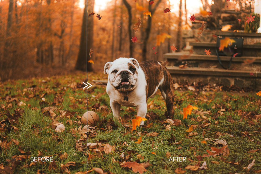 70 Natural Falling Autumn Leaves Photo Overlays