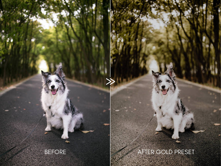 Moody Pet Photography GREAT OUTDOORS Lightroom Presets