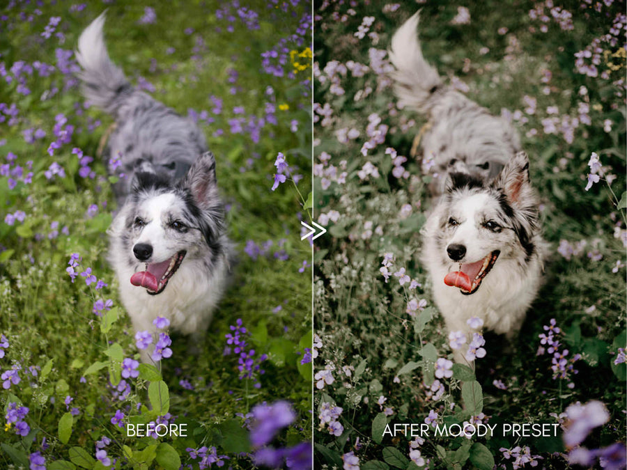 Moody Pet Photography GREAT OUTDOORS Lightroom Presets