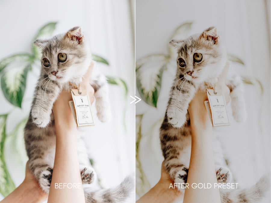 Moody Pet Photography GREAT OUTDOORS Lightroom Presets