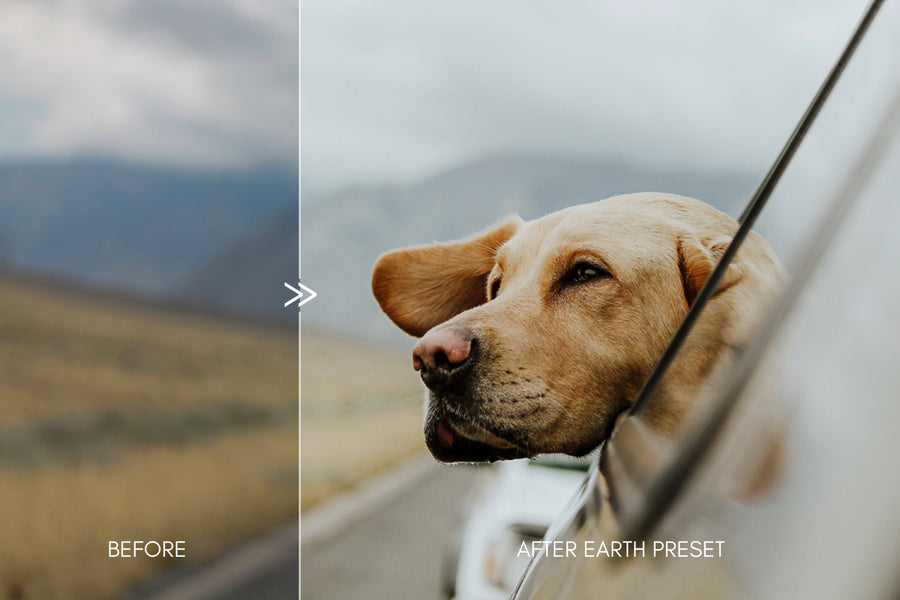 Moody Pet Photography GREAT OUTDOORS Lightroom Presets